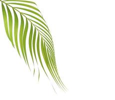 Palm leaf on white with copy space photo