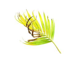 Green palm leaf with brown spots photo