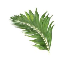Curved green tropical leaves photo