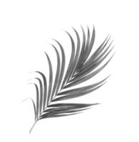 Grayscale of a palm leaf photo