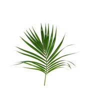 Green palm foliage photo