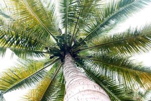 Palm tree in bright light photo