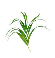 Lush green palm tree leaf photo