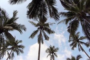 Group of palm trees photo