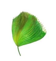Green and brown palm tree leaves photo
