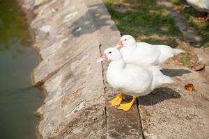 White ducks at the pool side photo