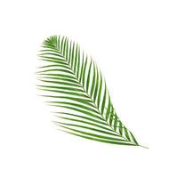 Green tropical leaf branch on white photo