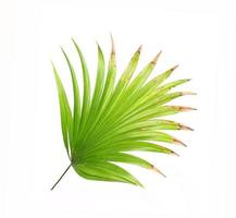 Tropical leaf with brown tips photo