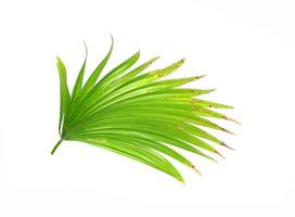 Bright green tropical branch photo