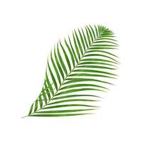 Tropical palm branch on white photo