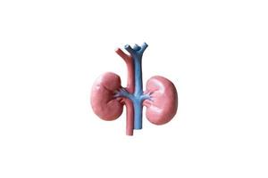 Human kidneys anatomical model on white background photo