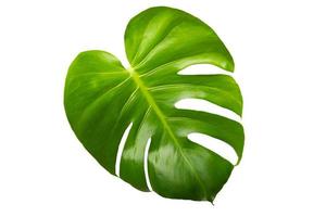 Monstera leaf on white photo