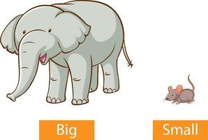 Opposite adjectives words with big and small vector