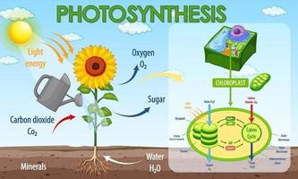 Diagrama que muestra el proceso de fotosíntesis en planta. vector