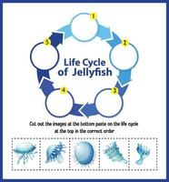 Diagram showing life cycle of Jellyfish vector