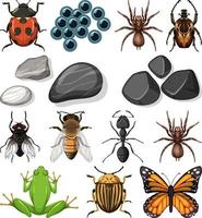 diferentes tipos de insectos con elementos de la naturaleza. vector