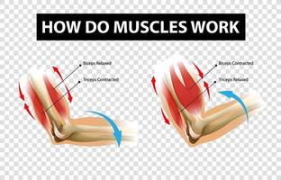 Diagram showing how do muscles work with labels on transparent background vector