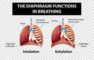 Diagram showing diaphragm functions in breathing on transparent background vector