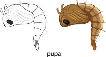 Mosquito pupa in colour and doodle isolated