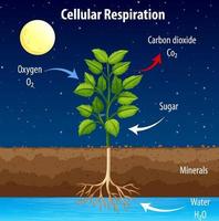 Diagrama que muestra el proceso de respiración celular. vector