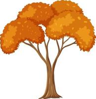 Árbol de otoño aislado sobre fondo blanco. vector