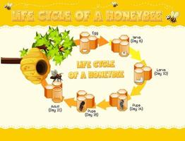 Diagram showing life cycle of Honey Bee vector