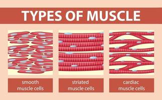 tipos de diagrama de células musculares vector