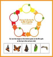 Diagram showing life cycle of Butterfly vector