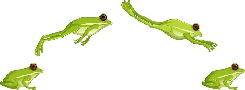 Green tree frog jumping sequence isolated on white background