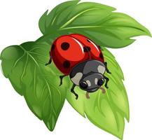 Top view of ladybug on a leaf on white background vector