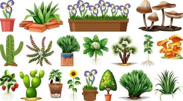 Set of different plants in pots isolated on white background vector