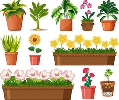 Set of different plants in pots isolated on white background vector