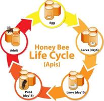 Diagram showing life cycle of Honey Bee vector