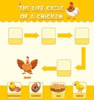 Diagram showing life cycle of Chicken vector