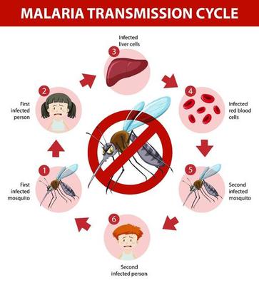 Malaria transmission cycle information infographic