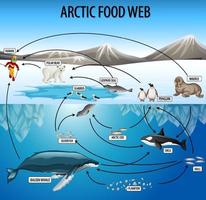 Education poster of biology for food webs diagram vector