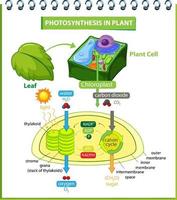 Diagram showing process of photosynthesis in plant vector