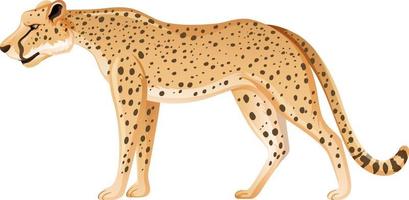 Adult leopard in standing position on white background vector