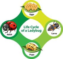 Life Cycle of a Ladybug Diagram vector