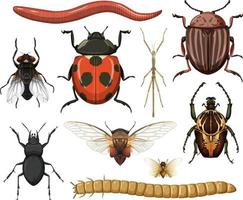 Colección de diferentes insectos aislado sobre fondo blanco. vector