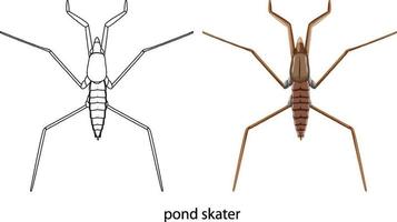 Pond skater in colour and doodle isolated vector