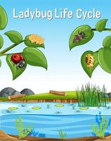 Ladybug Life Cycle font in swamp scene vector