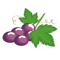 grapes fruit icon vector design