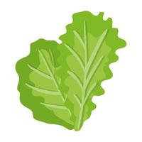 fresh lettuce vegetable healthy icon
