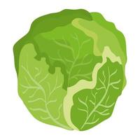 fresh cabbage vegetable healthy icon vector