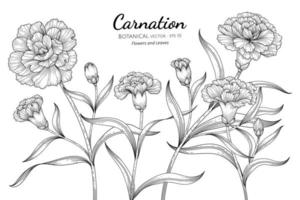 Carnation flower and leaf hand drawn botanical illustration with line art on white background vector