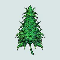 Medical Cannabis Leaf Plant vector