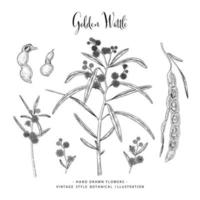 Hand drawn Golden Wattle or acacia pycnantha element decorative set. vector