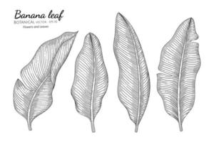 Banana leaf hand drawn botanical illustration with line art on white backgrounds vector