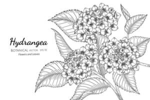 Hydrangea flower and leaf hand drawn botanical illustration with line art on white background vector